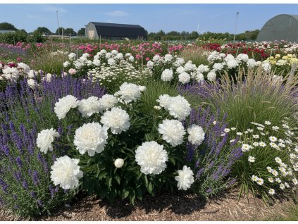 zahon navrh 1768672110132