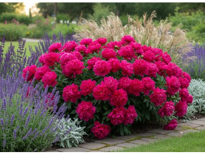 zahon navrh 1768672261048