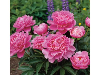 white bg result (16)