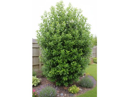 white bg result (13)