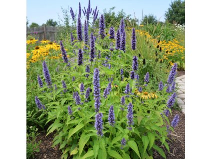 garden background 1769520570981