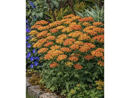 511E24CE E62F 4402 BCD9 F9132830439A