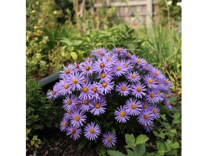 garden canvas 7cf3285d ae8c 400a 8e27 8fb3f2a96d5c