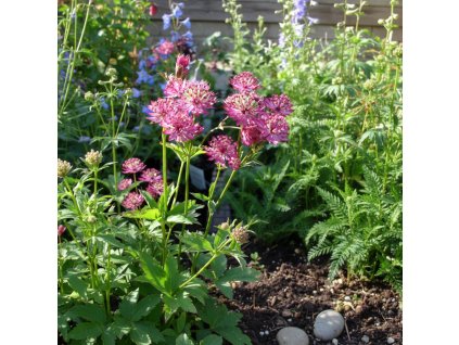 garden canvas 7960c091 16f5 4cad a34b 85030a918a0a