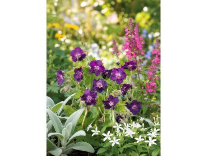 garden 1769585817711