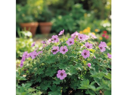 garden 1769585689994