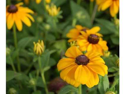 garden 1769584964574