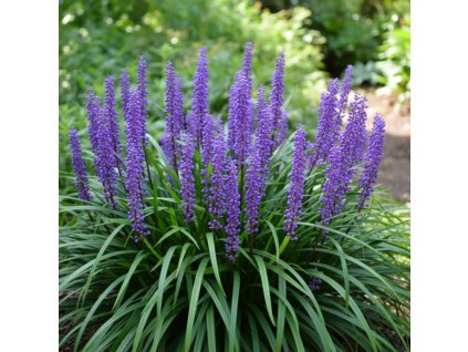 garden 1769584899462