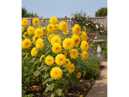 garden 1769584442624