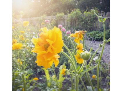 garden 1769584188696