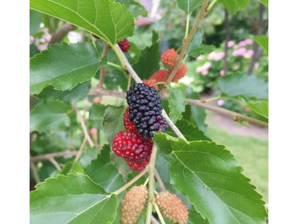 garden 1769584118608