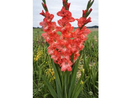 8c15191b ed6b 4877 b4b8 b7be716179bc