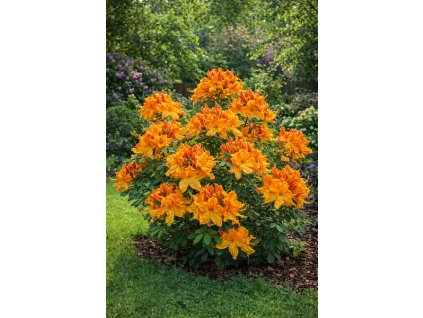 ChatGPT Image 13. 2. 2026 09 15 50