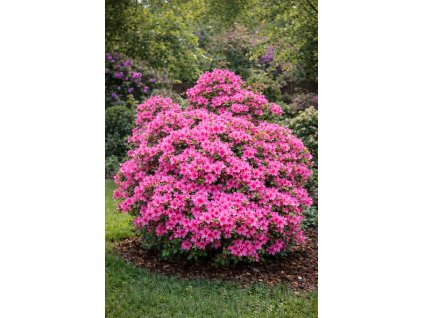 ChatGPT Image 13. 2. 2026 09 18 21