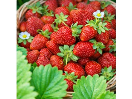 ChatGPT Image 6. 3. 2026 14 07 06