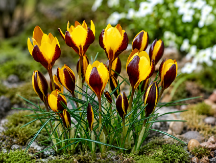 ChatGPT Image 16. 6. 2026 08 14 05