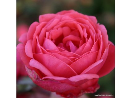 Gartenprinzessin Marie Josā