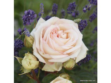 Madame Anisette