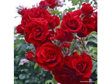 3215 3 pnouci ruze kordes amadeus 2l kontejner