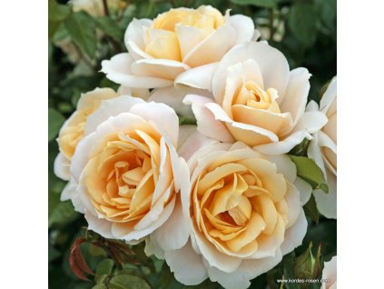 Lions Rose 2