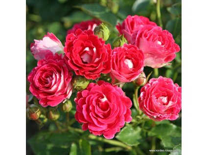 3233 4 mnohokveta ruze kordes schone koblenzerin 2l kontejner