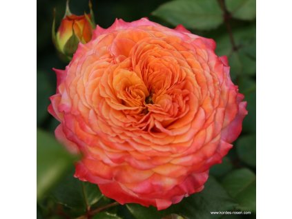 3236 4 mnohokveta ruze kordes meteor 2l kontejner