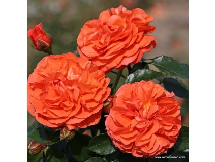Orangerie 4