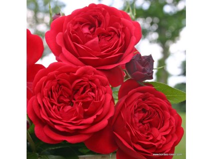 3245 4 mnohokveta ruze kordes out of rosenheim 2l kontejner