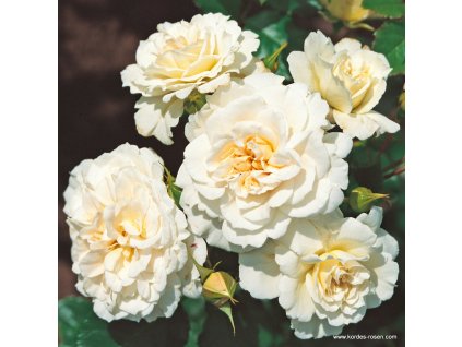 3248 1 mnohokveta ruze kordes petticoat 2l kontejner