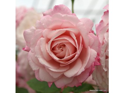 3251 4 mnohokveta ruze kordes rosenfaszination 2l kontejner