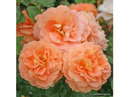 3254 4 mnohokveta ruze kordes schone vom see 2l kontejner