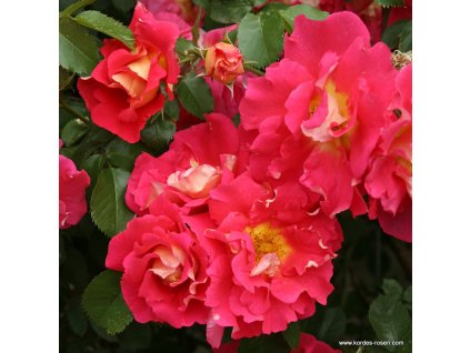 3284 2 pnouci ruze kordes bajazzo 2l kontejner