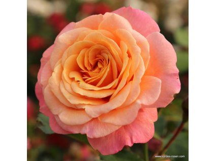 Peach Melba 14SQL9HAXydr7e