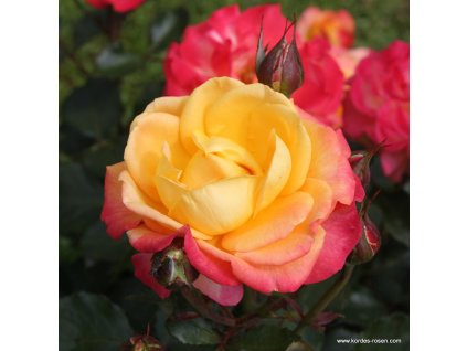 3314 3 velkokveta ruze kordes flaming star 2l kontejner