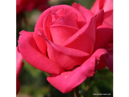 3320 4 velkokveta ruze kordes cherry lady 2l kontejner