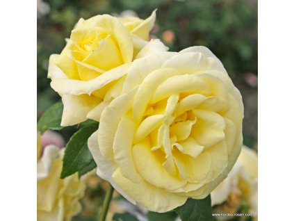 3323 3 velkokveta ruze kordes limona 2l kontejner