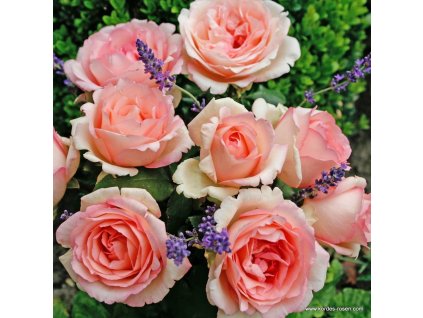 3335 4 velkokveta ruze kordes souvenir de baden baden 2l kontejner