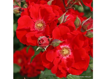 Roter Korsar 1