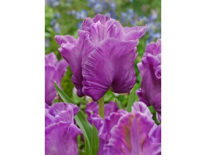 3539 1 tulipan blue parrot 5 ks