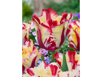 3545 1 tulipan flaming parrot 5 ks