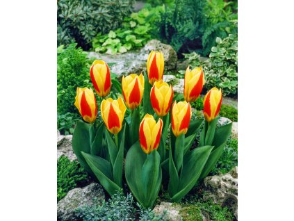 3560 1 tulipan stresa 5 ks