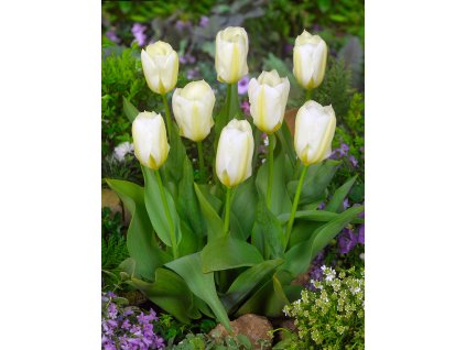 3602 1 tulipan purissima 5 ks