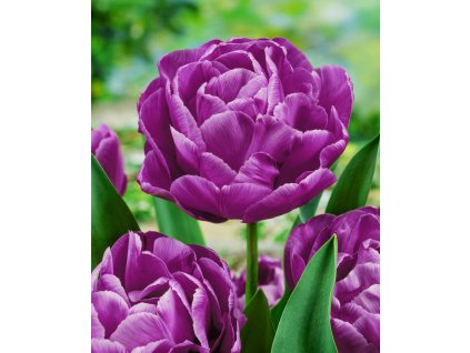 3629 1 tulipan blue diamond 5 ks