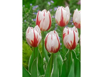 3638 1 tulipan happy generation 5 ks