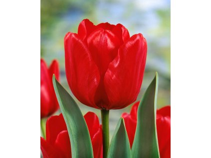 3641 1 tulipan ile de france 5 ks