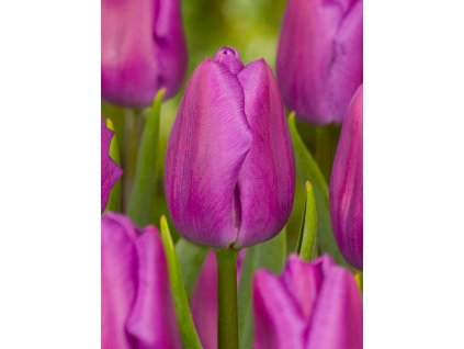 3647 1 tulipan purple flag 5 ks
