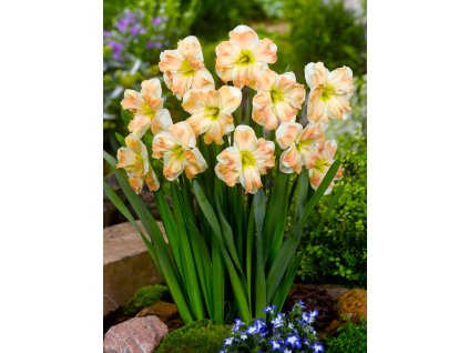 3701 1 narcis cum laude 5 ks