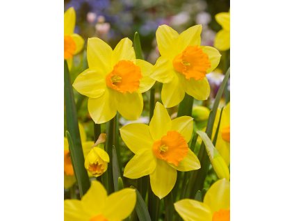 3719 1 narcis fortune 5 ks