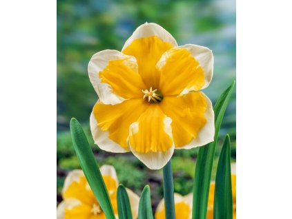 3737 1 narcis orangery 5 ks