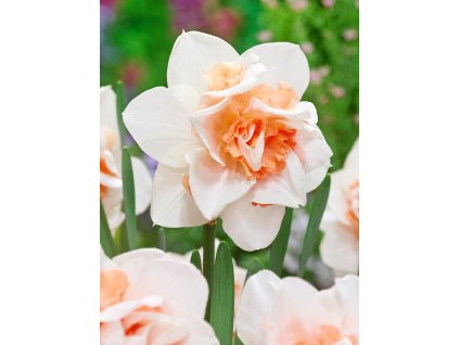 3743 1 narcis replete 5 ks